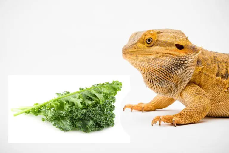 Can Bearded Dragons Eat Kale: The Benefits and Risks of Feeding Kale to Bearded Dragons