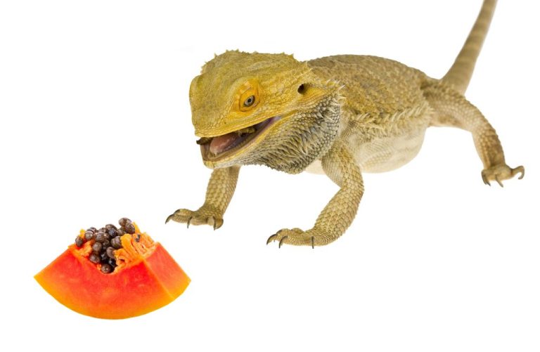 Can Bearded Dragons Eat Papaya: Risks and Benefits of Papaya to Your Bearded Dragon