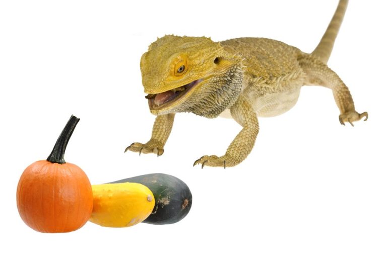 Can Bearded Dragons Eat Yellow Squash: A Guide to Feeding Your Pet Dragon