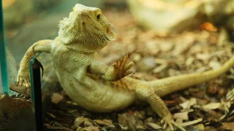 When is Bearded Dragon Breeding Season? A Guide to Understanding the Mating Habits of These Reptiles.