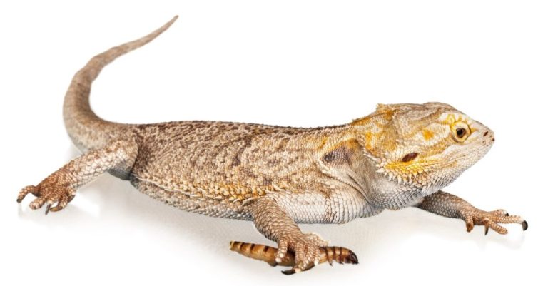Can Bearded Dragons Eat Frogs? A Comprehensive Guide