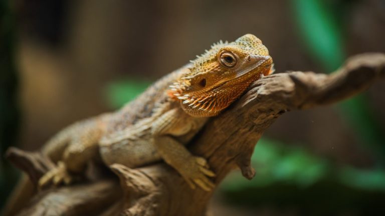 Do Bearded Dragons Like to Climb? Exploring Their Natural Tendencies