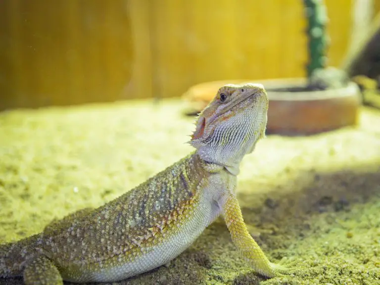 How to Clean Bearded Dragon Poop: A Step-by-Step Guide