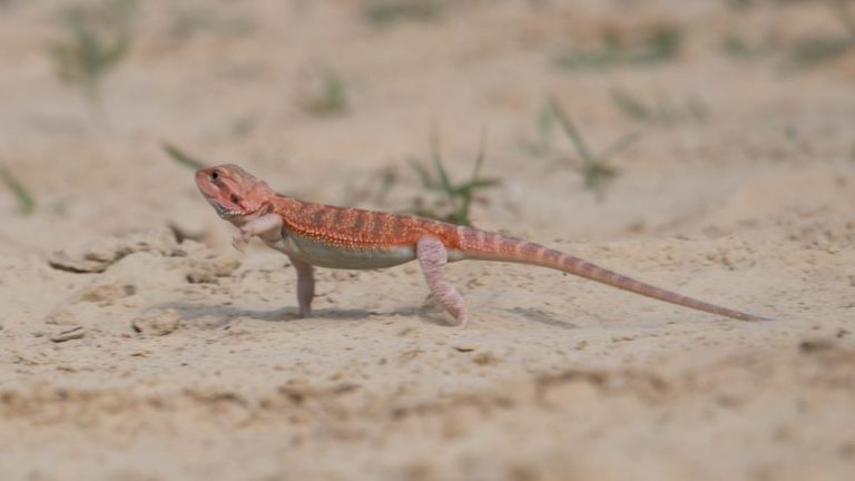 How Fast Can Your Bearded Dragon Run? Get the Facts Here!