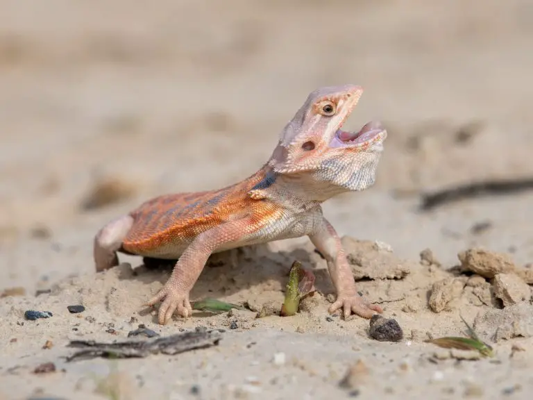 Do Bearded Dragons Hiss? The Answer and Explanation
