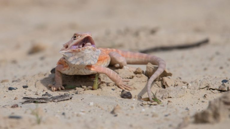 11 Things They Hate: Understanding Your Bearded Dragon