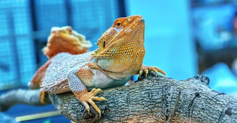 Is My Bearded Dragon Sick? Signs and Symptoms to Look Out For