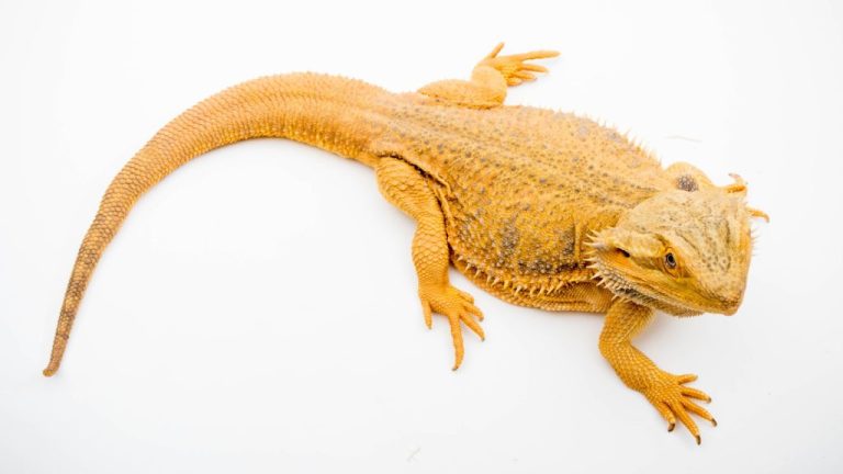 Do Bearded Dragons’ Tails Fall Off? Exploring the Causes and Solutions