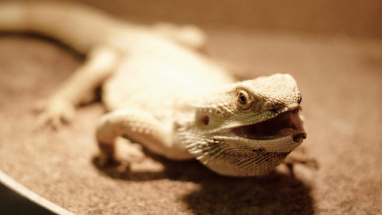 Do Bearded Dragons Play Dead? The Truth About Their Survival Tactics