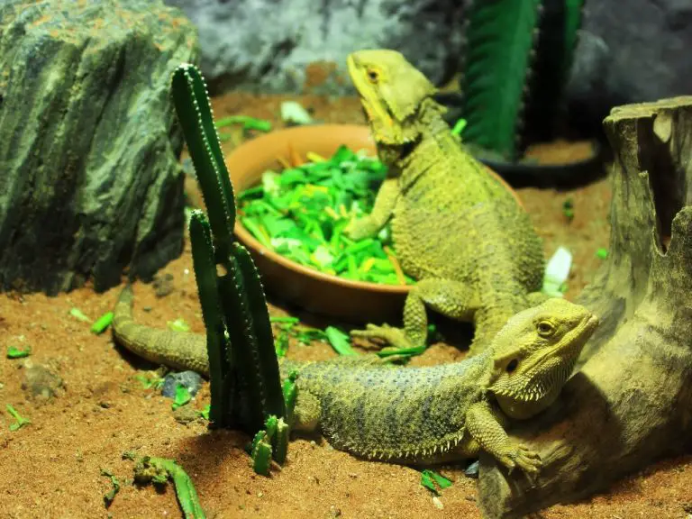 Can Bearded Dragons Safely Consume Watercress?