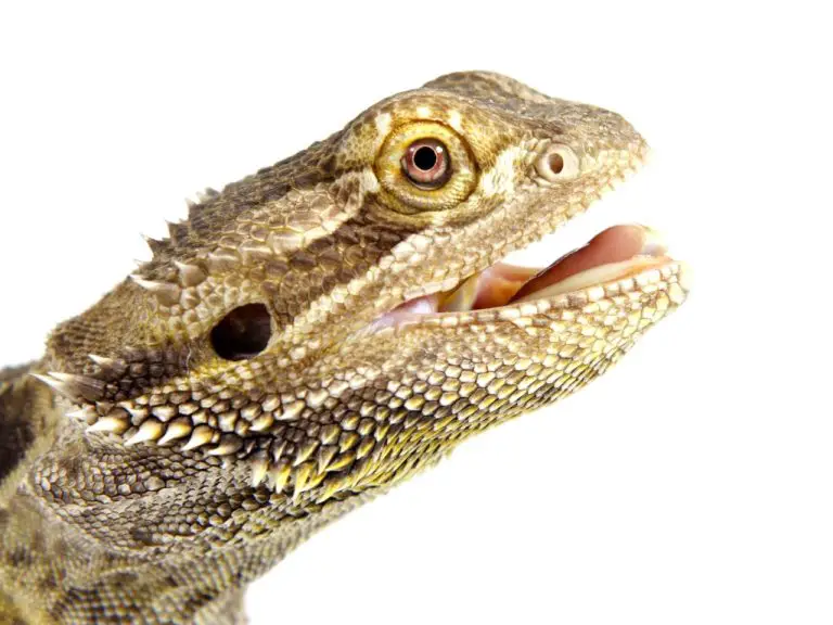 Why Do Bearded Dragons Lick? Understanding Their Behavior