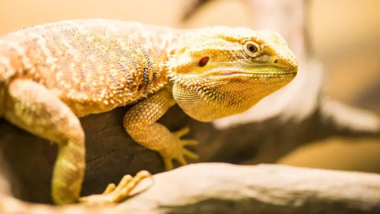 What Temperature Should Your Bearded Dragon Tank Be?