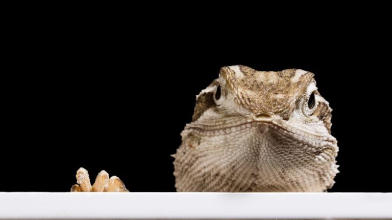 How to Make Your Bearded Dragon Happy: Tips and Tricks