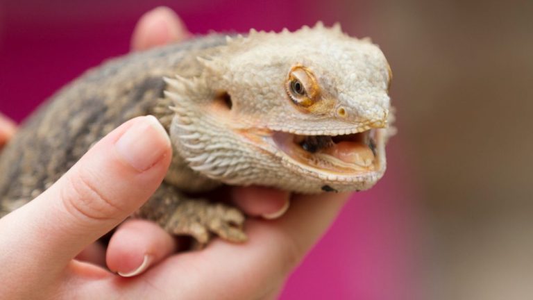 Why Is My Bearded Dragon Breathing Heavy? Understanding Common Causes and Treatment Options