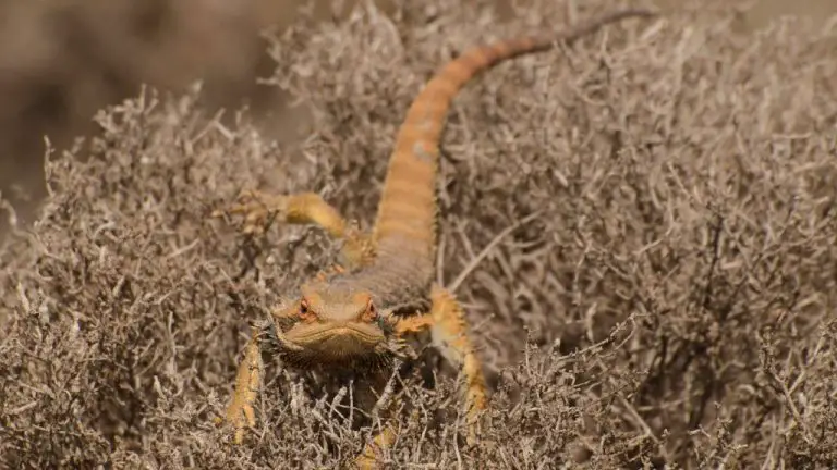 Where Do Bearded Dragons Live in the Wild? A Habitat Overview