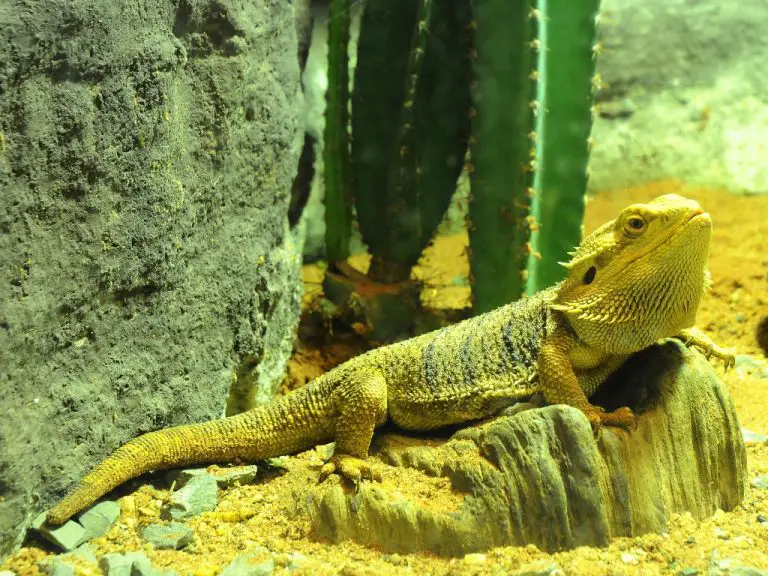 Are Bearded Dragons Cold Blooded? Everything You Need to Know