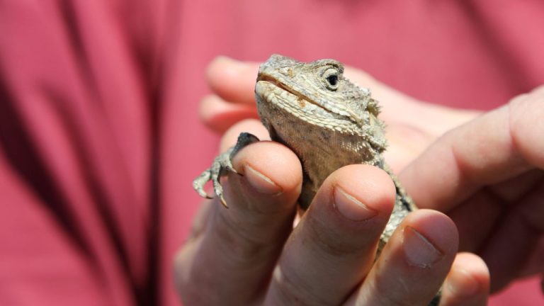Do Bearded Dragons Recognize Their Owners? Exploring Reptilian Intelligence
