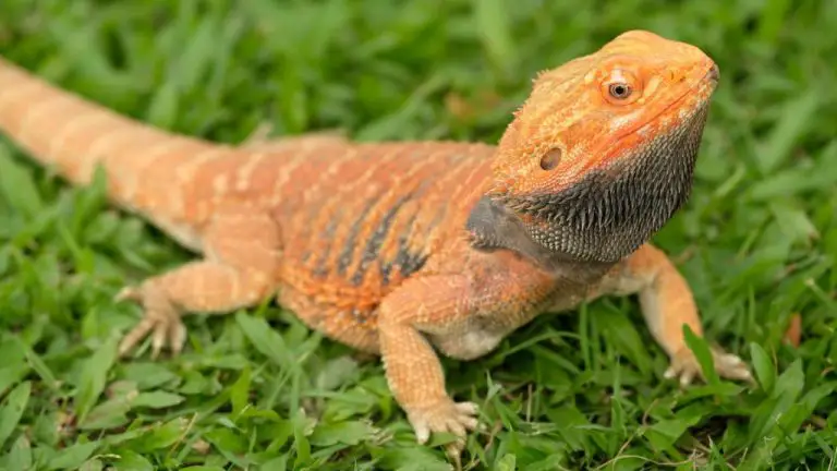 Why Do Bearded Dragons Glass Surf: 11 Possibilities