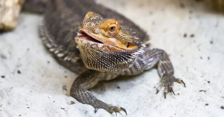 Do Bearded Dragons Have Feelings? Exploring the Emotional Lives of Our Reptilian Pets