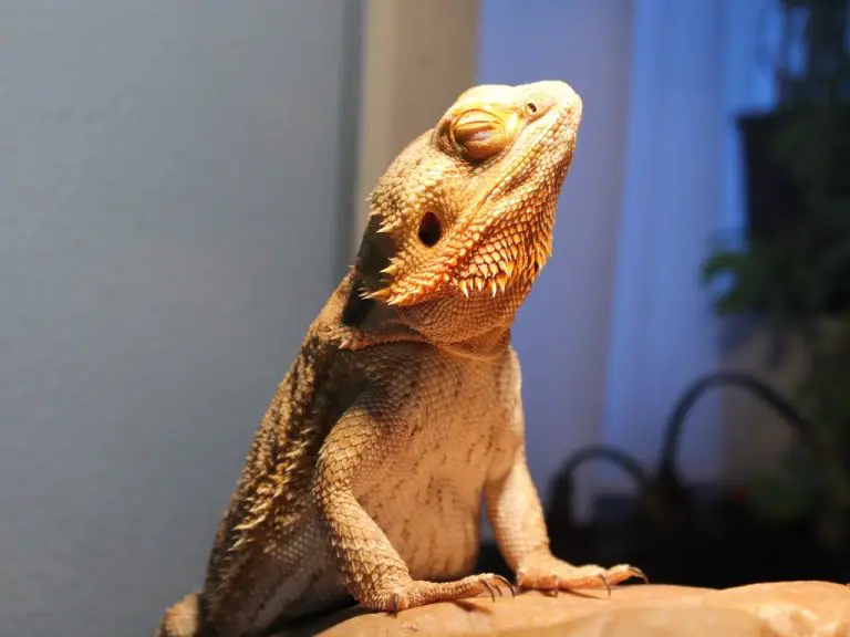 How to Make Your Bearded Dragon Happy Tips and Tricks