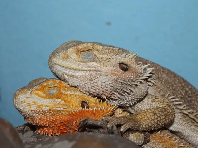 How Do Bearded Dragons Reproduce: A Quick Guide