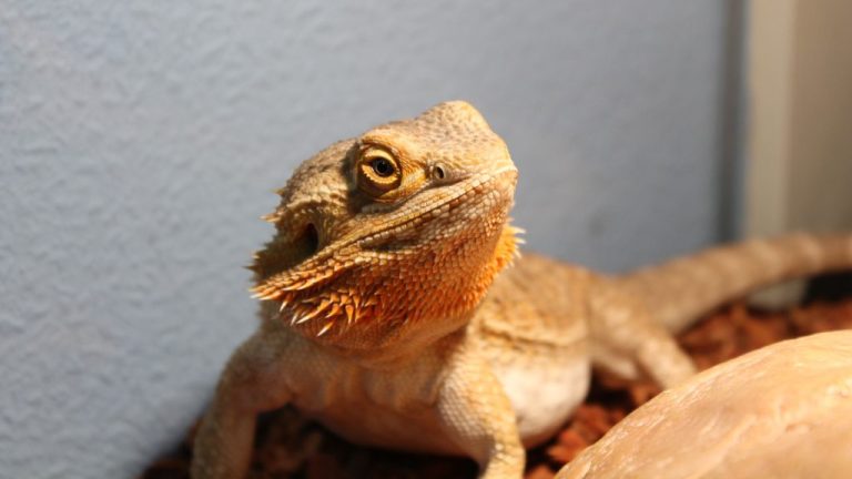 How Long Do Bearded Dragons Hibernate? A Comprehensive Guide