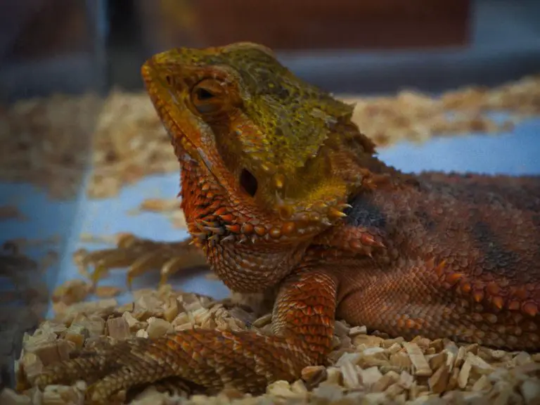 Can Bearded Dragons Live with Leopard Geckos? A Guide to Housing Different Reptile Species Together