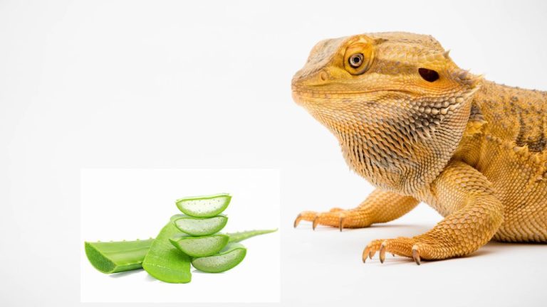 Can Bearded Dragons Eat Aloe Vera? A Comprehensive Guide