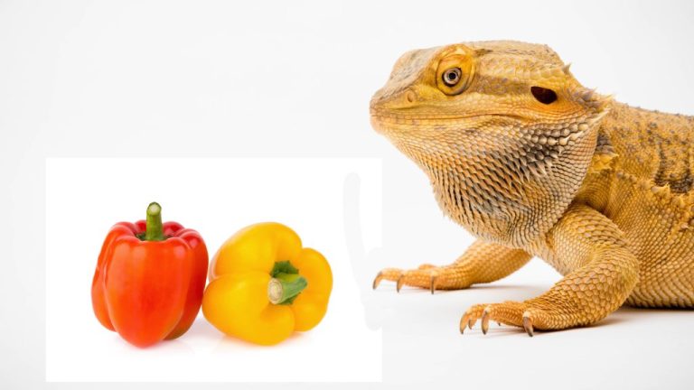 Can Bearded Dragons Eat Yellow Peppers? A Complete Guide