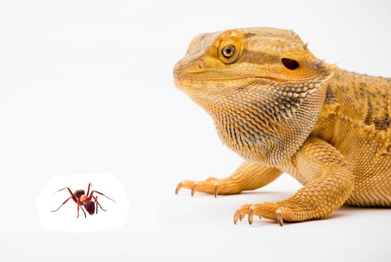 Do Bearded Dragons Eat Ants? They Can, But ..