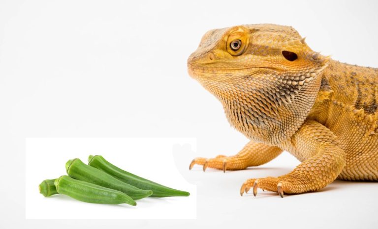Can Bearded Dragons Eat Okra? Everything You Need to Know