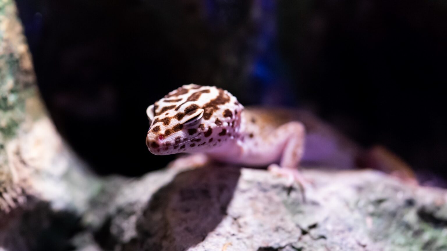 Can Bearded Dragons Live with Leopard Geckos? A Guide to Housing
