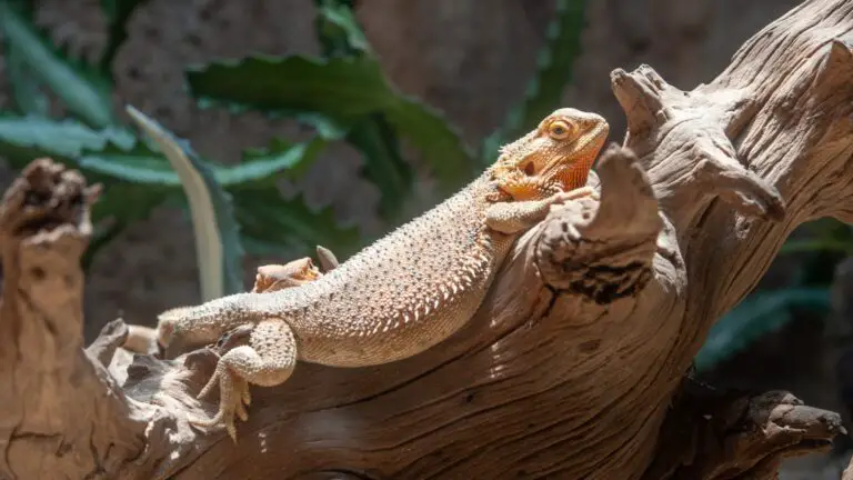Do Bearded Dragons Grow to the Size of Their Tank? Understanding the Relationship