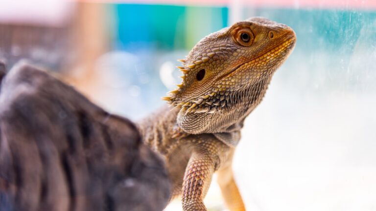 Are Bearded Dragons Descendants of Dinosaurs?