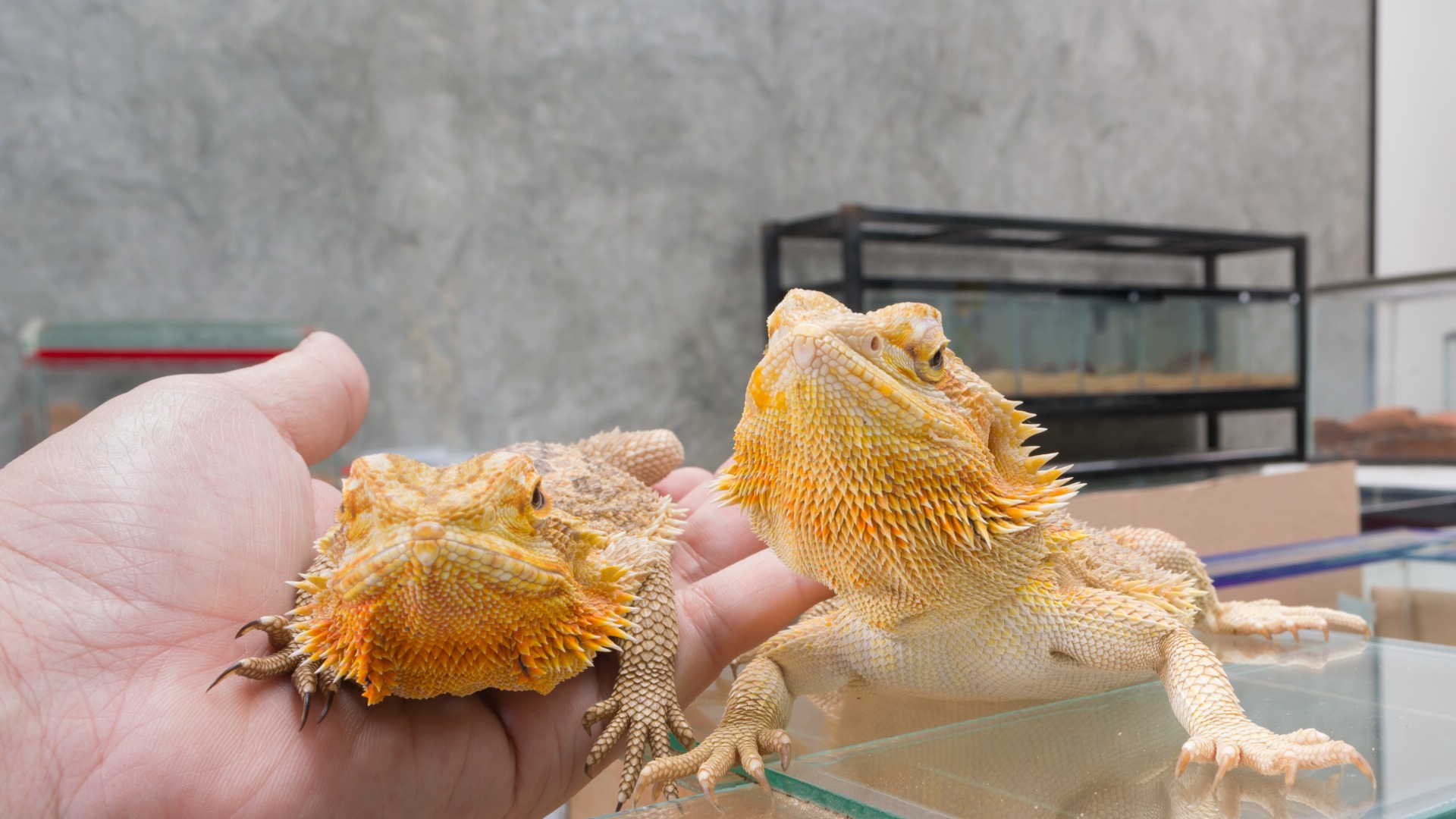 Do Bearded Dragons Recognize Their Name? Exploring the Science Behind
