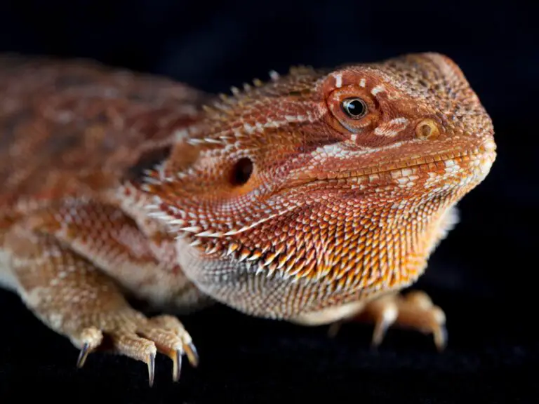 Do Bearded Dragon Nails Grow Back? Answers and Solutions