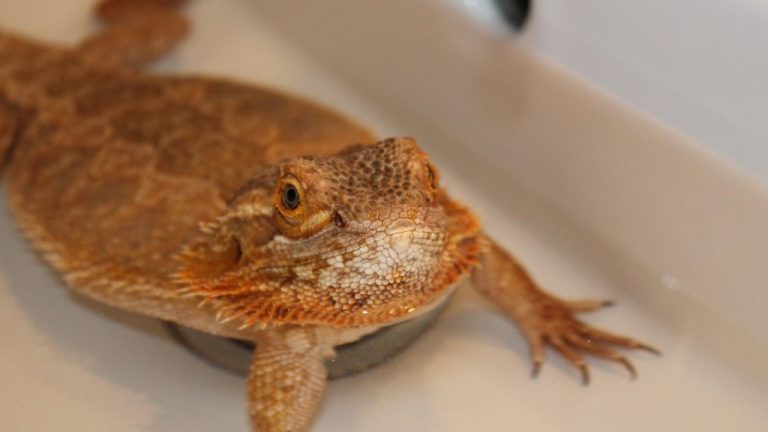 Can Bearded Dragons Swim Underwater? Exploring the Aquatic Abilities of These Fascinating Reptiles