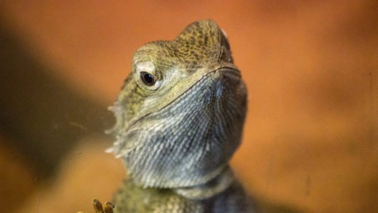 Are Bearded Dragons Reptiles? Explained.