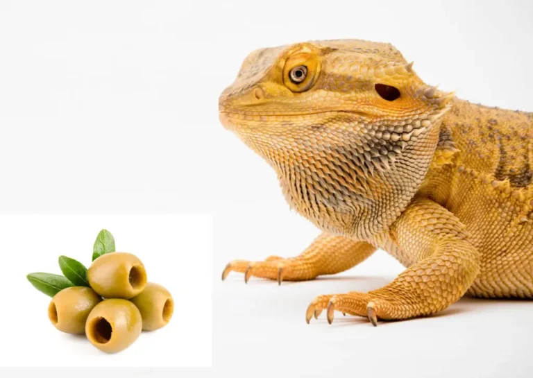 Can Bearded Dragons Eat Olives? A Guide to Safe and Healthy Feeding