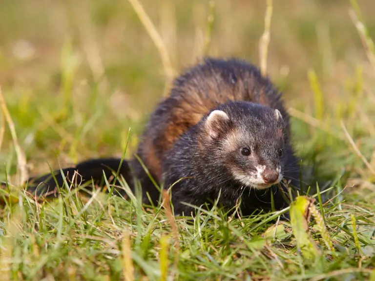 What Do Ferrets Eat in the Wild: A Comprehensive Guide