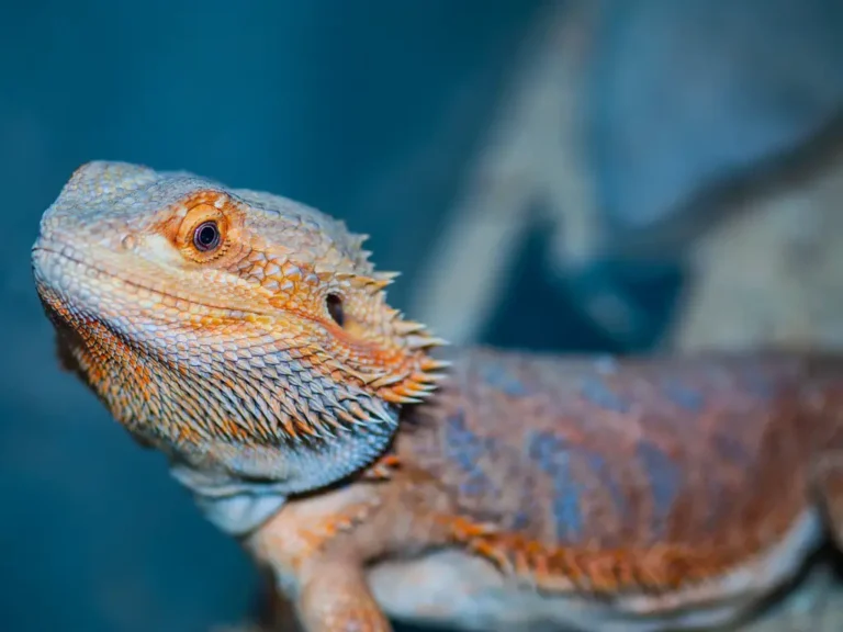 Can Bearded Dragons Eat Wheatgrass? A Complete Guide