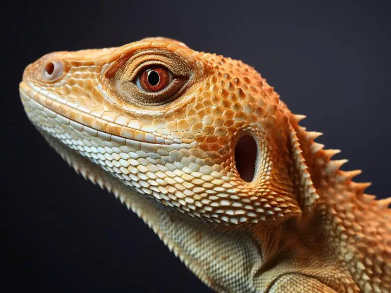 Can Bearded Dragons Drink Milk? Everything You Need to Know.