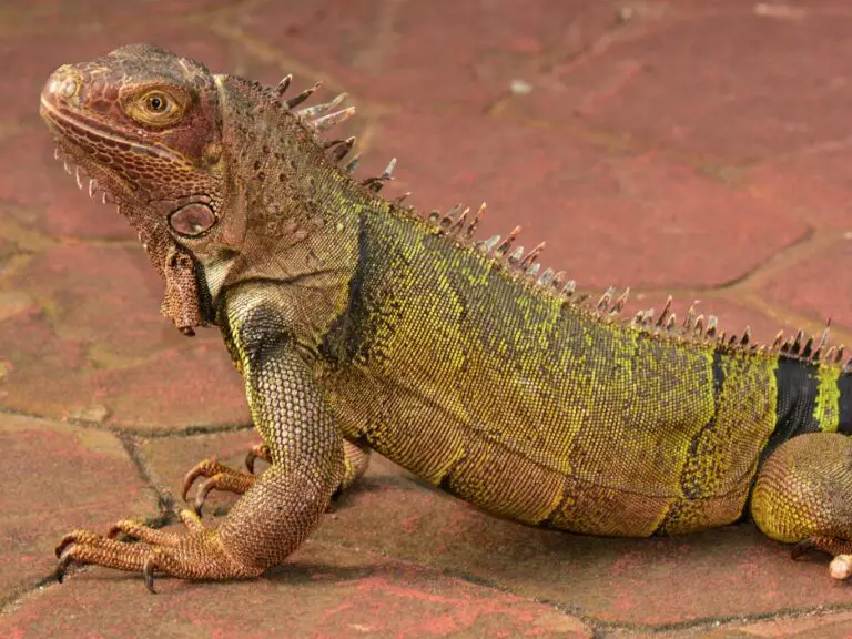 Can Bearded Dragons Choke? Understanding Their Risk and Prevention