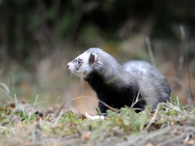 How to Care for Ferrets: A Comprehensive Guide