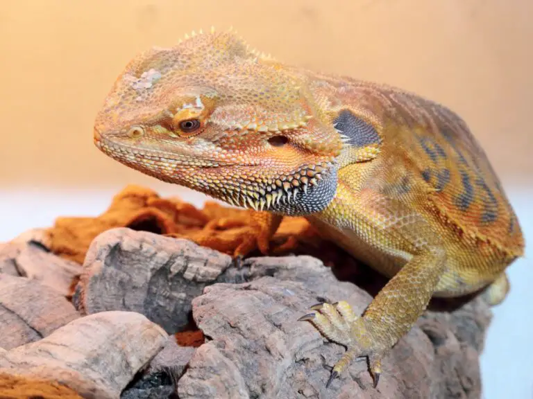 Can Bearded Dragons Eat French Fries? A Comprehensive Guide to Feeding Your Pet Lizard