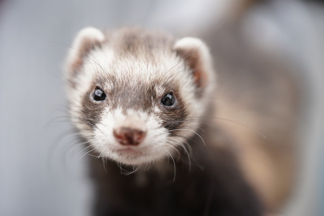 Are Ferrets Weasels? Explained