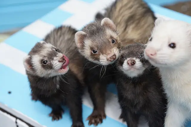 Where Do Ferrets Come From: A Brief History and Origin Explanation