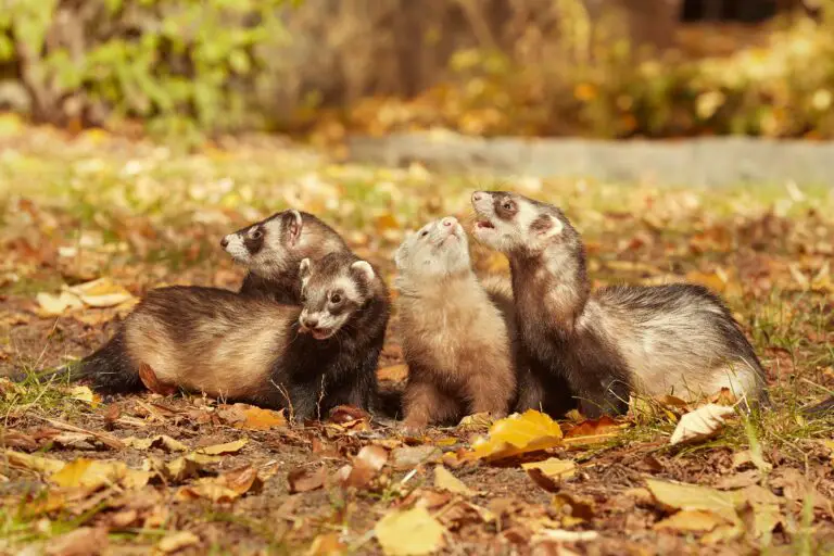How Long Do Ferrets Live? Learn the Average Lifespan of Ferrets.