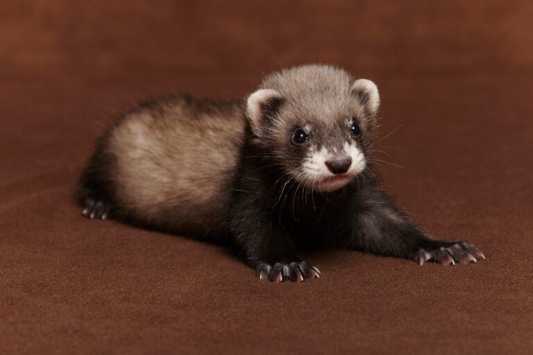 Does Ferrets Bite? Truth and Safety Tips