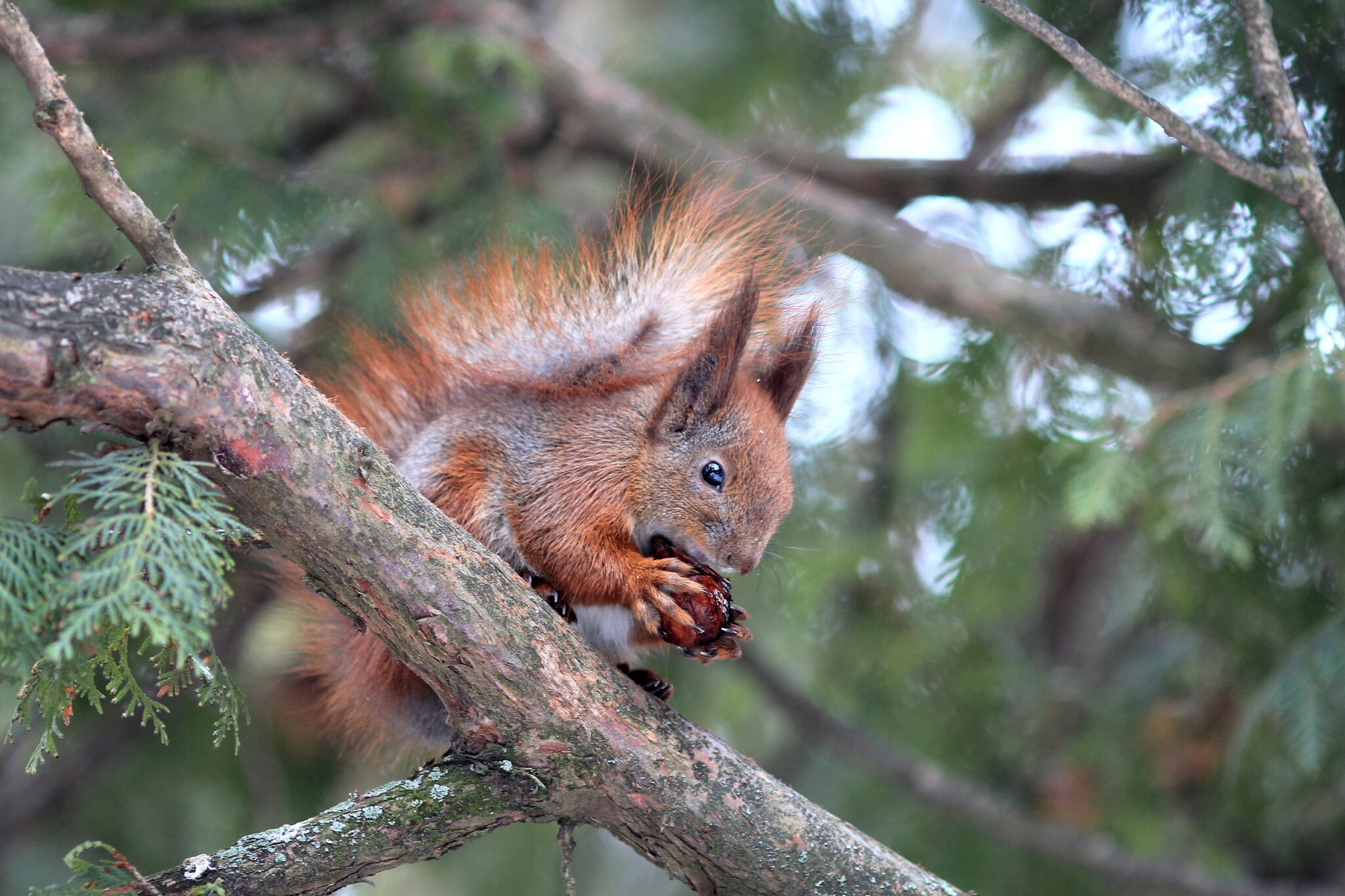 Does Squirrel Hibernate During Winter? Exploring the Hibernation Habits